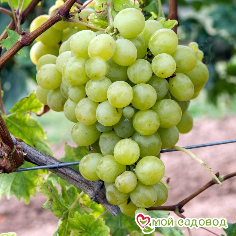 Виноград Королева вин