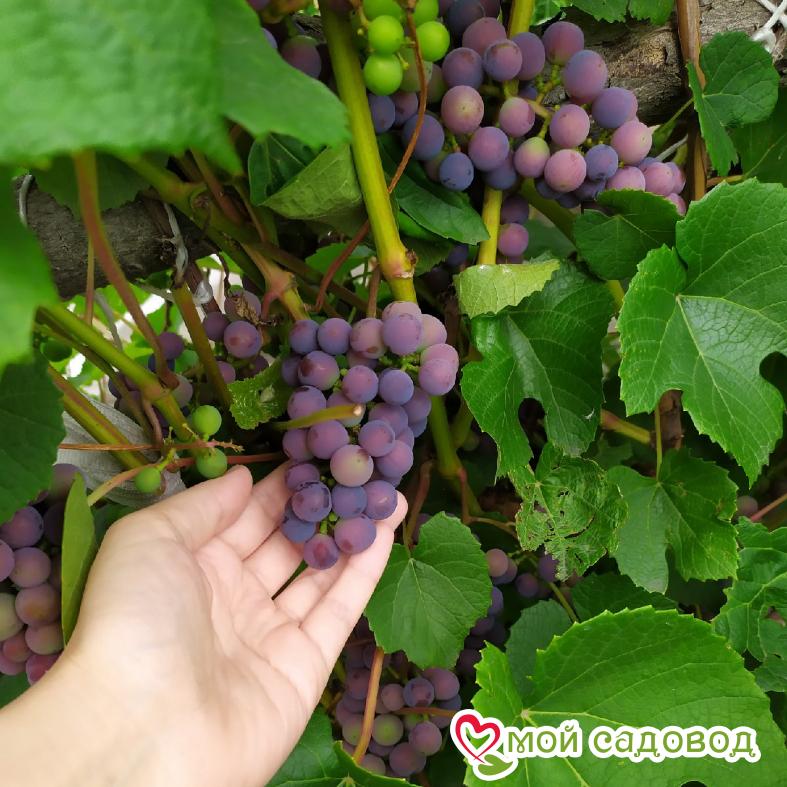 Виноград Таежный