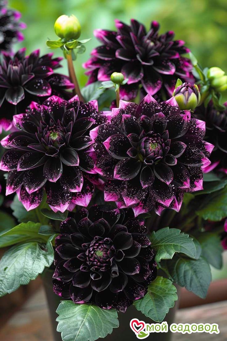 Георгин Лаванда Лейс